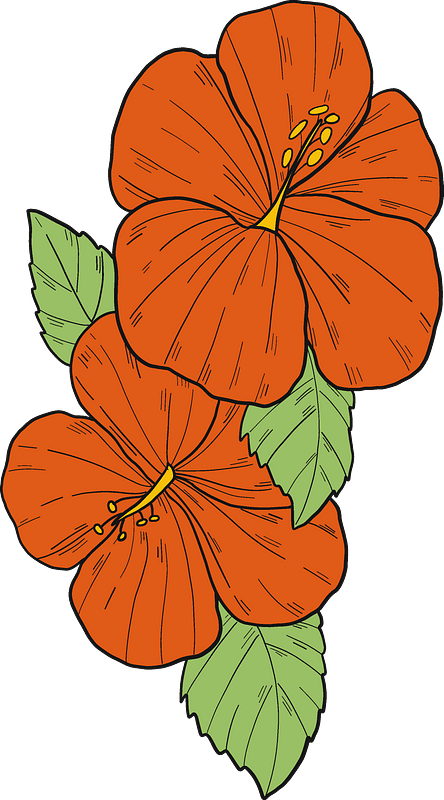 Red hibiscus flowers