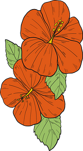 Red hibiscus flowers