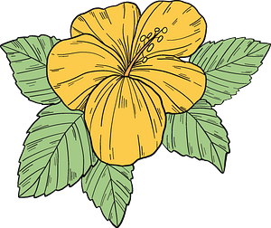 Yellow hibiscus flower