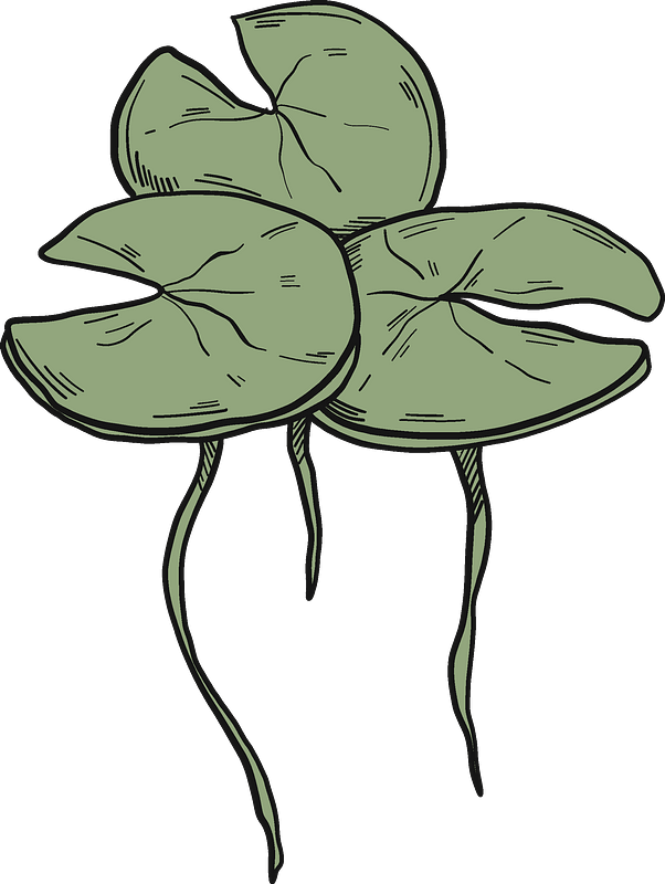 Lily pads