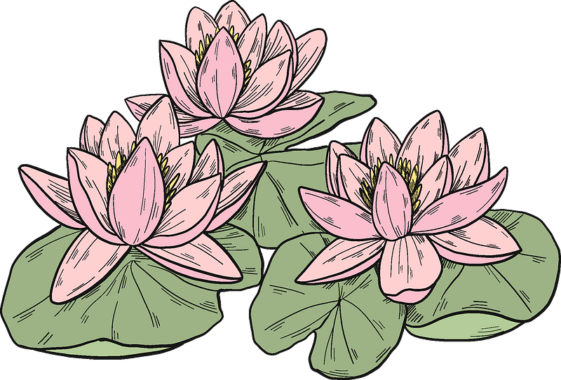 Pink water lilies