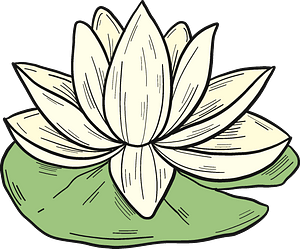 White water lily - Free vector clipart images on creazilla.com