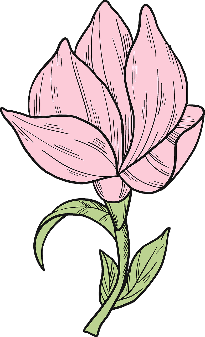 Magnolia flower