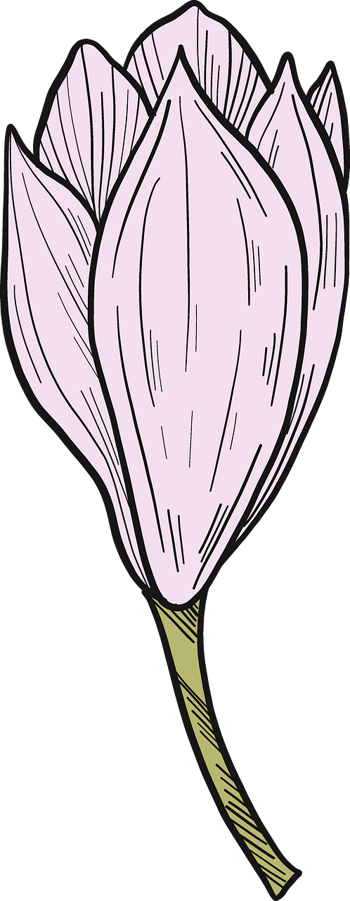 Magnolia flower