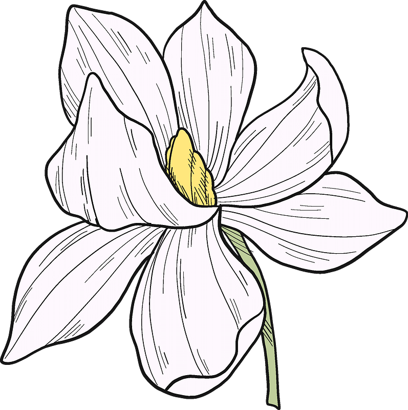 White magnolia flower
