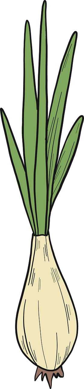 Sprouted onion