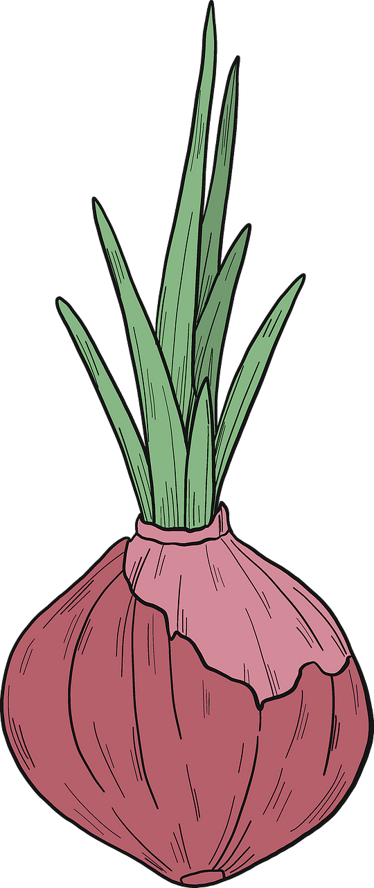 Sprouted onion