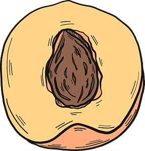 Half peach with a stone