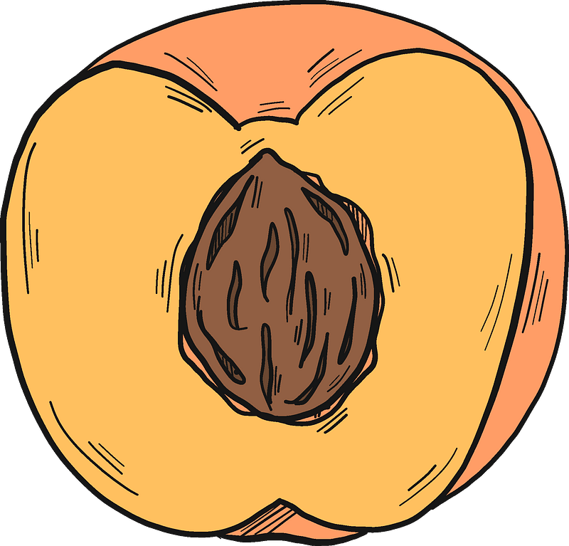 Half peach with a stone