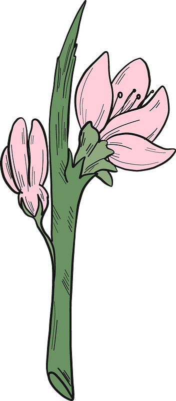 Peach flowers