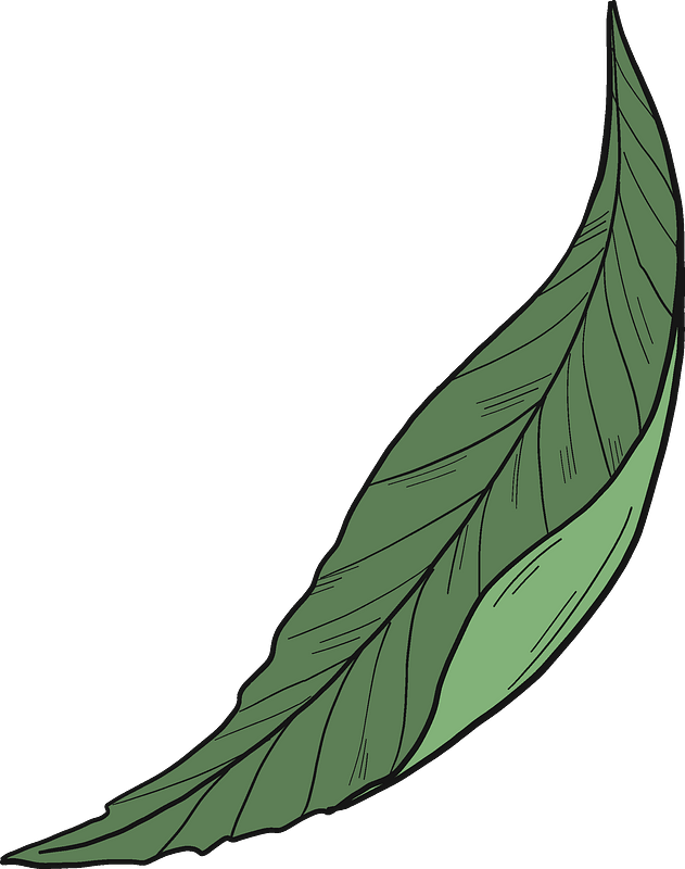Peach leaf