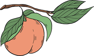 Peach on a branch