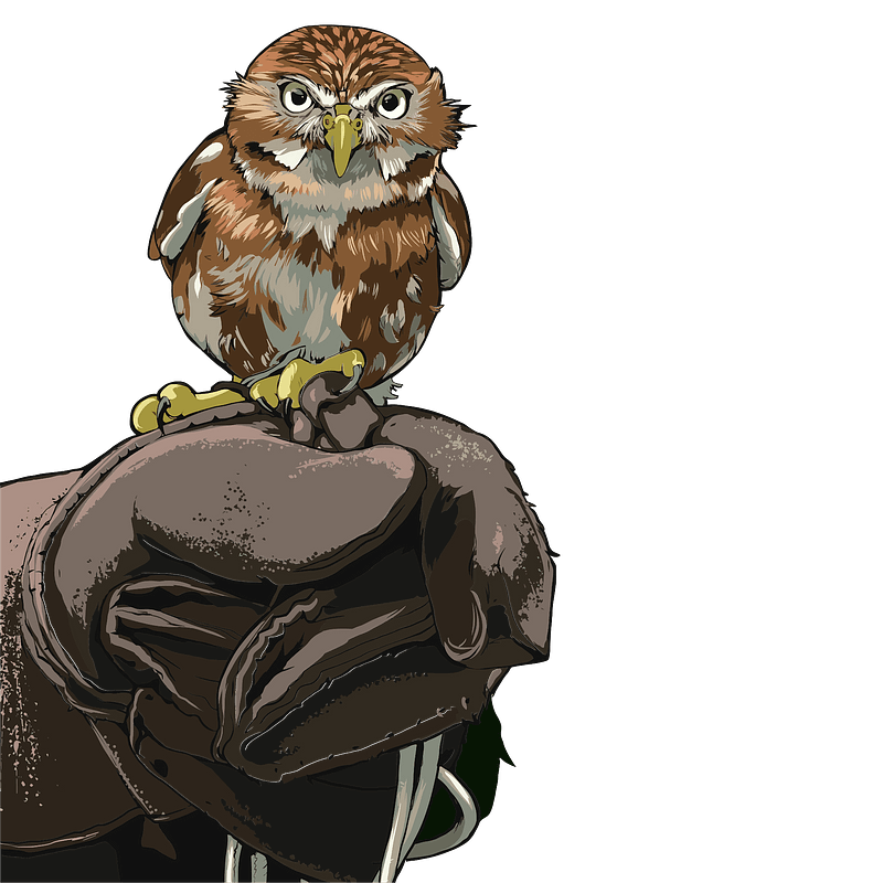 Owl perched on gloved hand