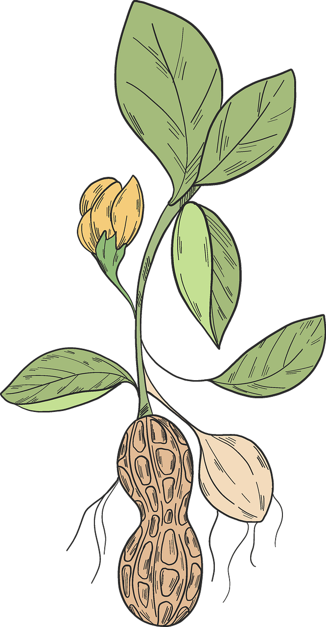 Peanut plant