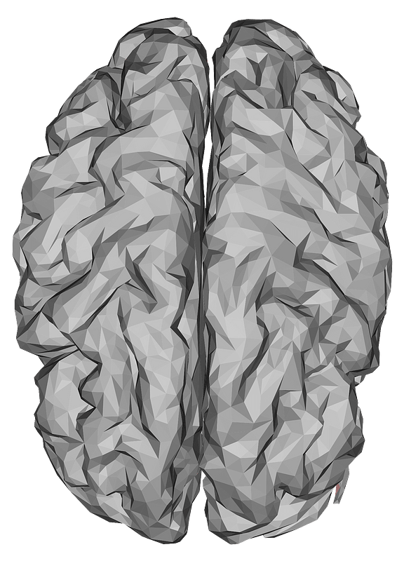 Human brain