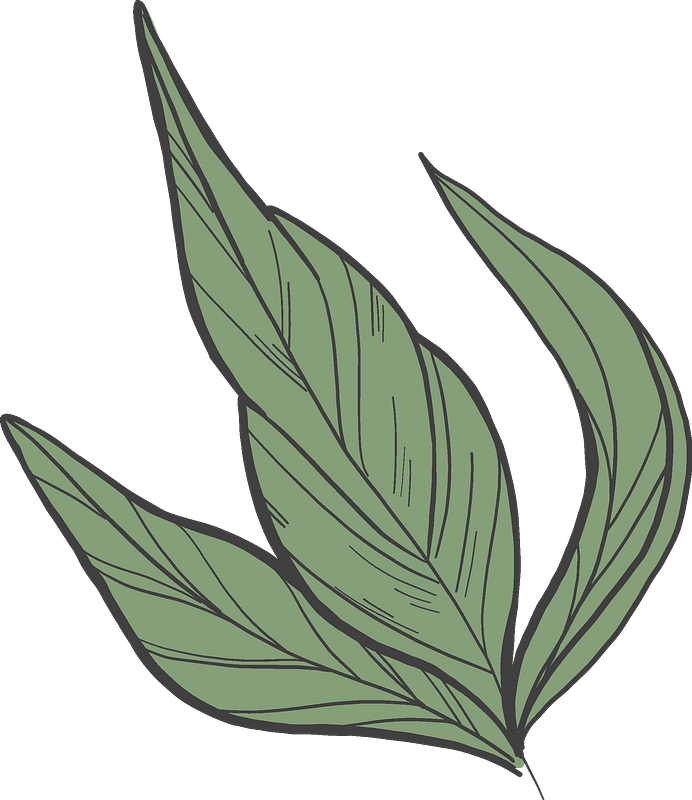 Peony leaves