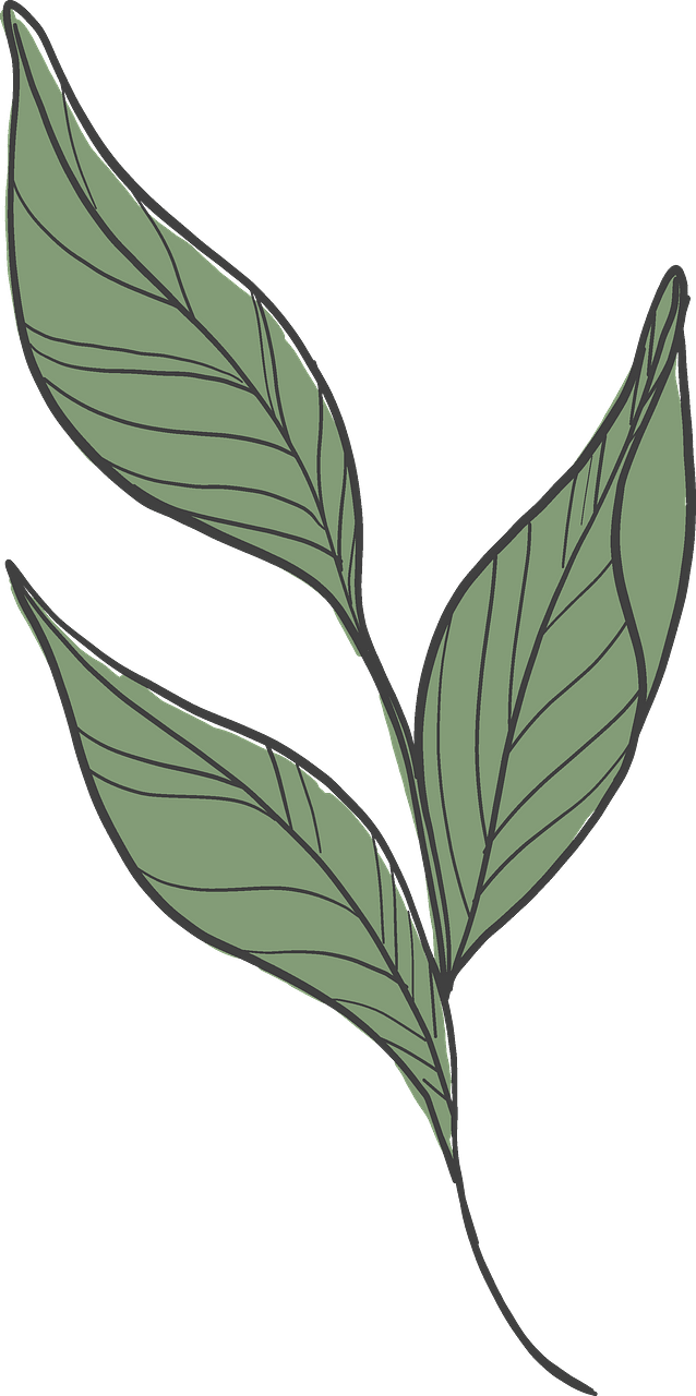 Peony leaves