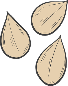 Pumpkin seeds