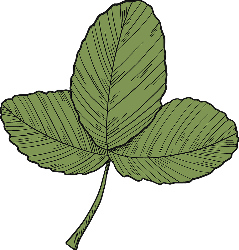 Strawberry leaves