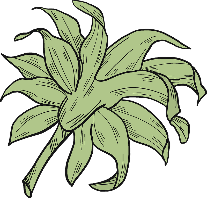 Sunflower leaves
