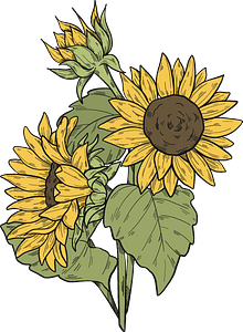 Sunflowers