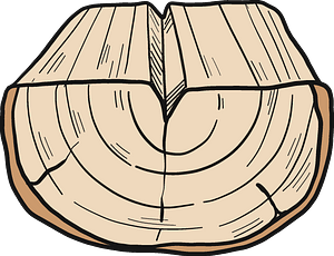 Tree trunk
