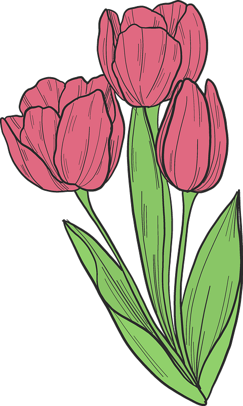 Bouquet of tulips