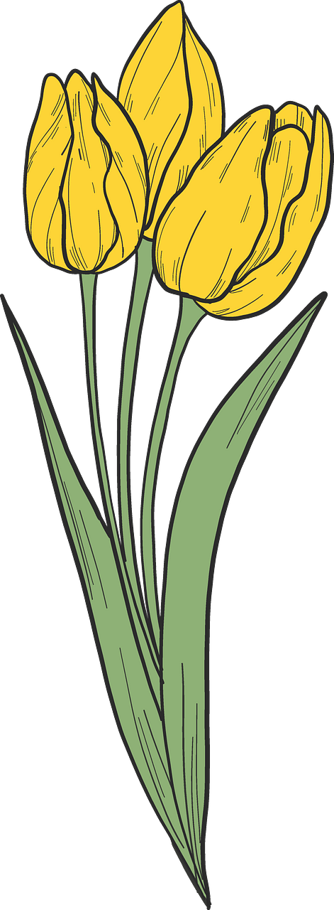 Bouquet of yellow tulips