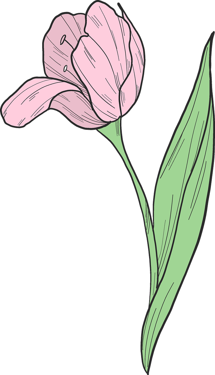 Pink tulip