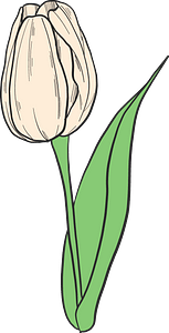 White tulip