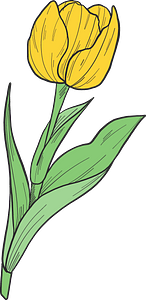 Yellow tulip