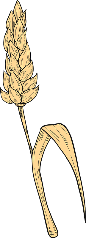 Wheat 