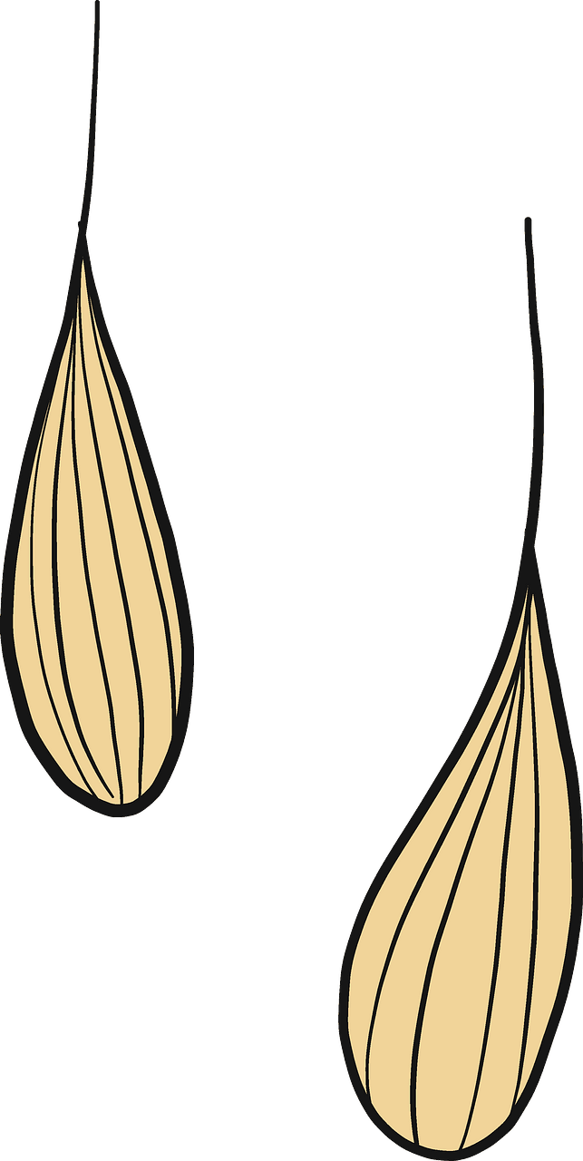 Wheat grains