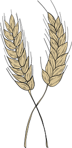 Wheat