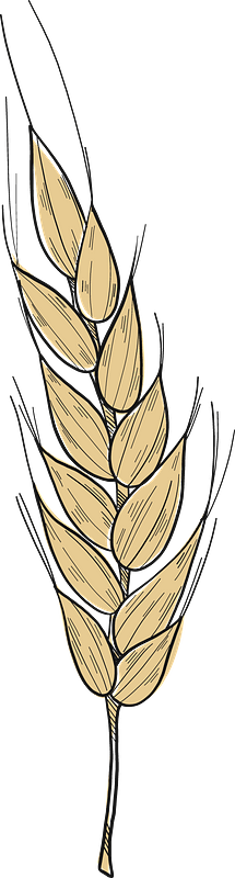 Wheat