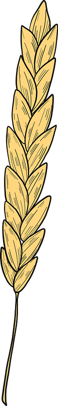 Wheat