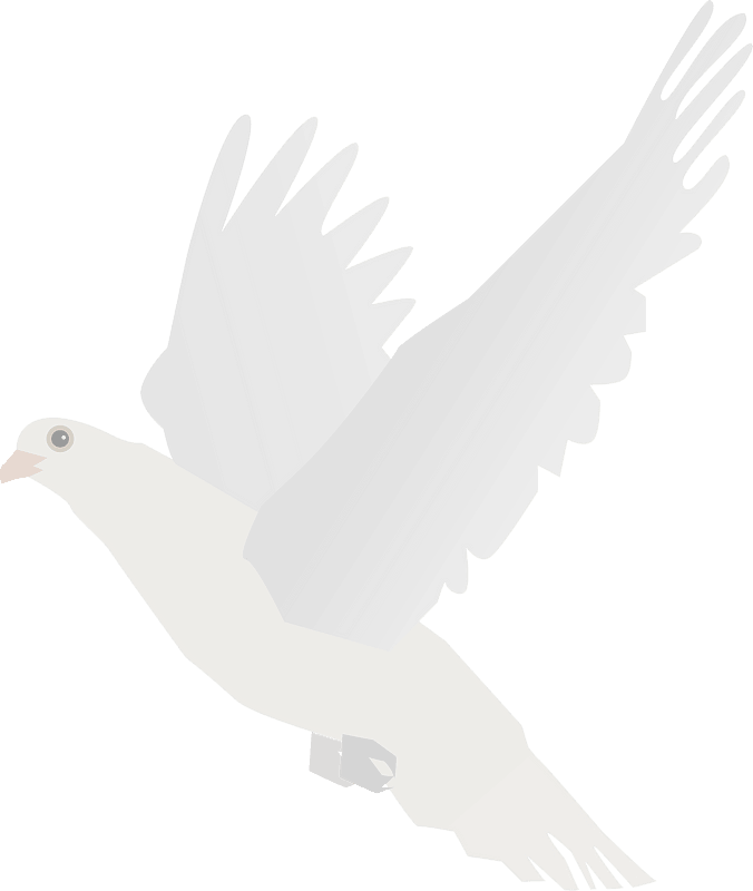 White Dove