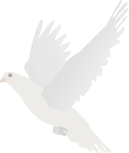 White Dove
