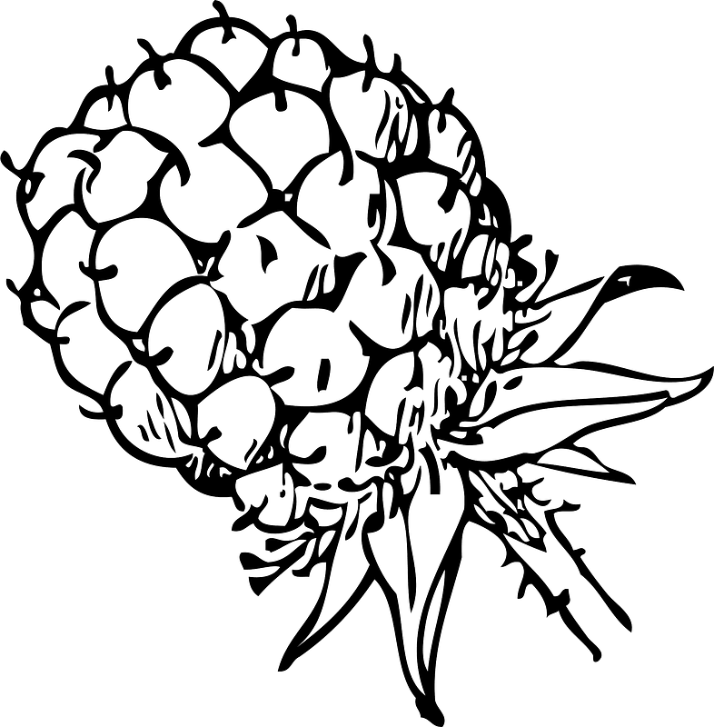 Blackberry Outline