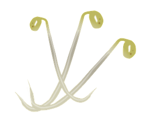 Bean sprouts