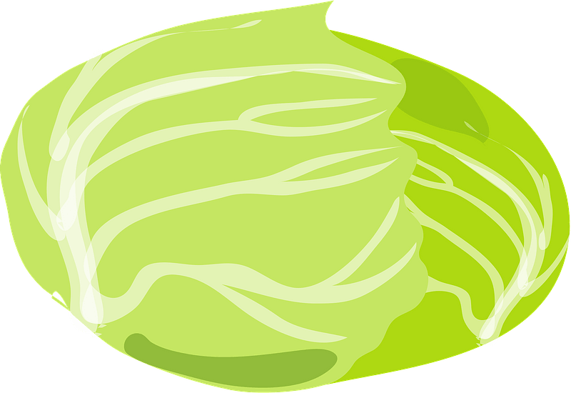 Cabbage head