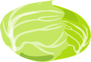 Cabbage head