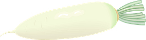 Daikon vegetable