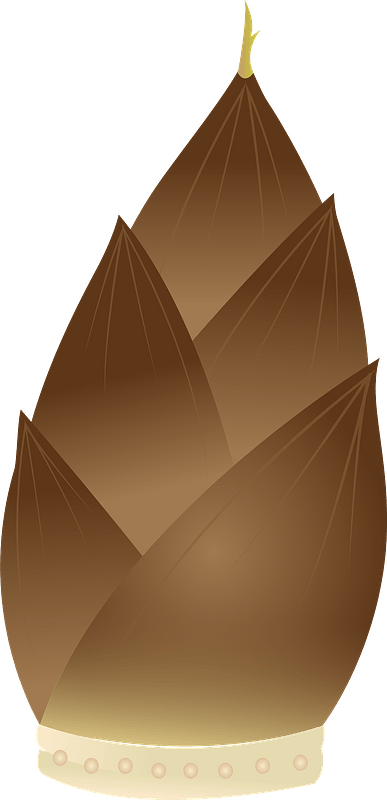 Bamboo shoot