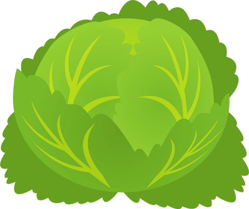 Cabbage