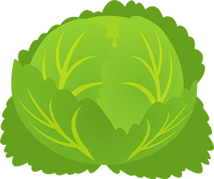 Cabbage
