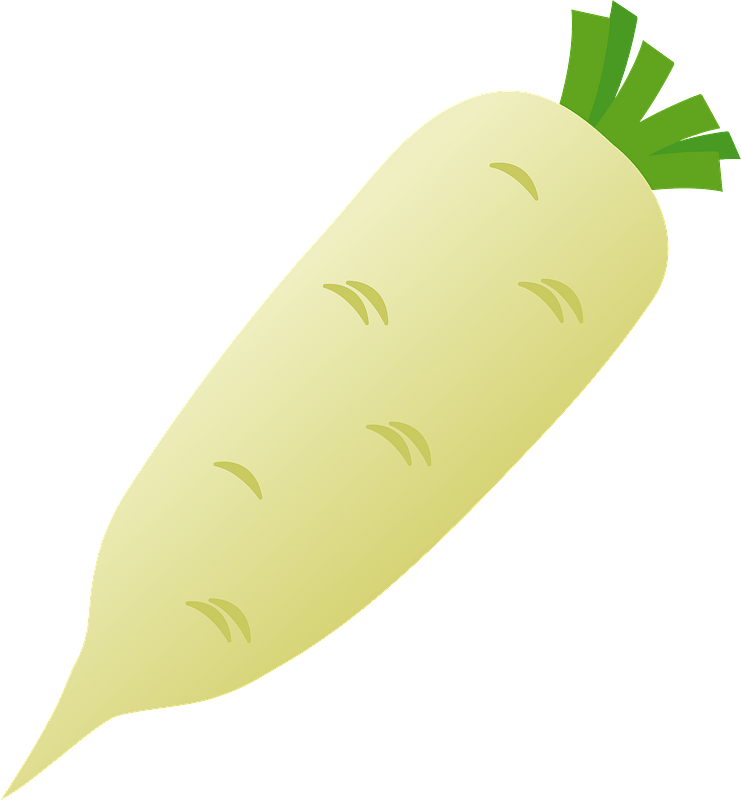 Daikon vegetable