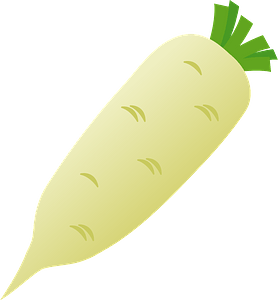 Daikon vegetable