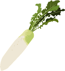 Daikon vegetable
