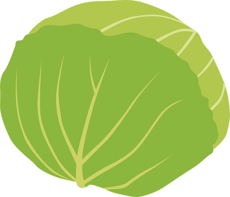 Cabbage